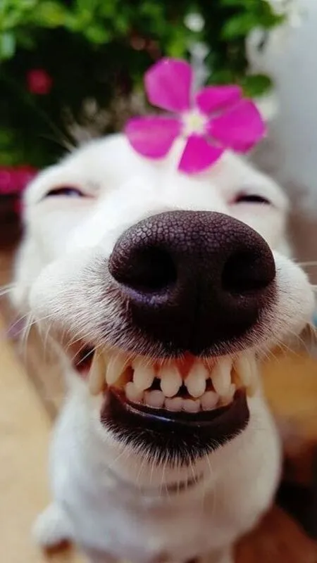 Chú chó cài hoa tím cười nhe răng hài hước