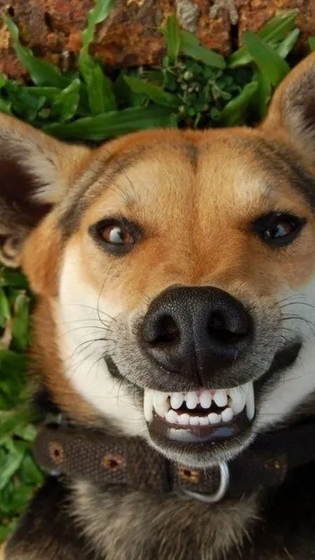 Chú chó nhe răng hăm dọa nhưng lại gây cười