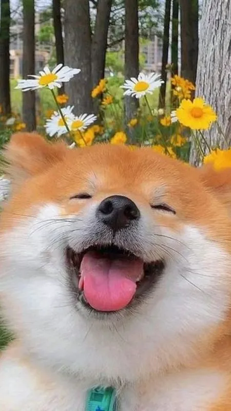 Kẻ mộng mơ giữa rừng hoa nhưng vẫn rất ngáo
