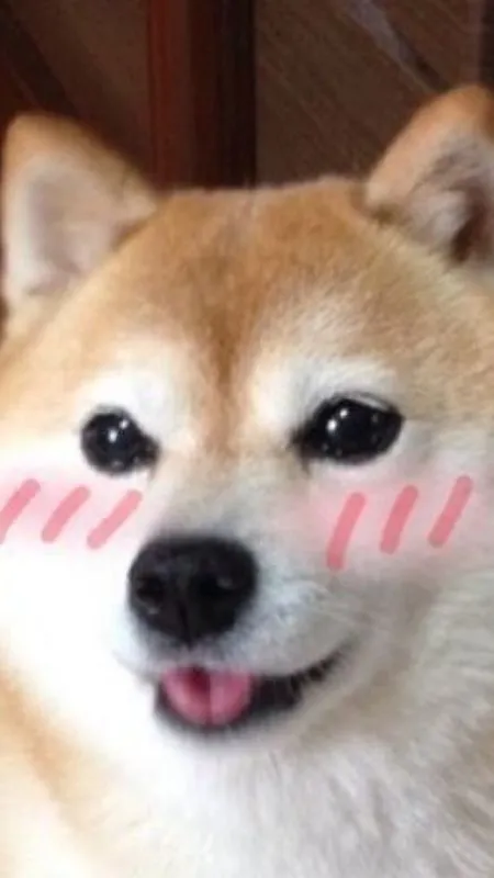 Hình cute ấn tượng của chú cún