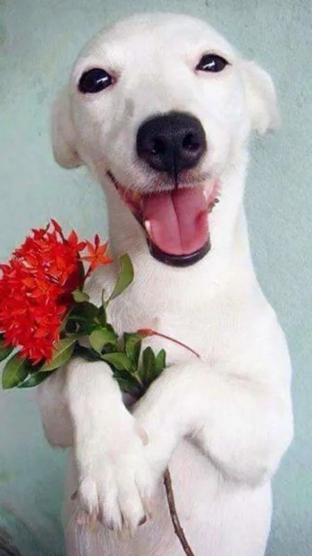 Chú chó ôm hoa hóm hỉnh làm avatar độc đáo