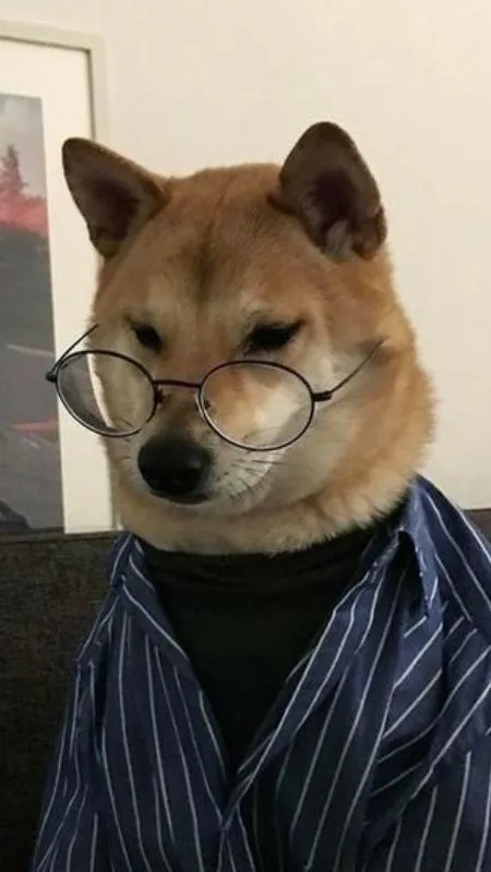 Hình nhà bác học cún đang chăm chú