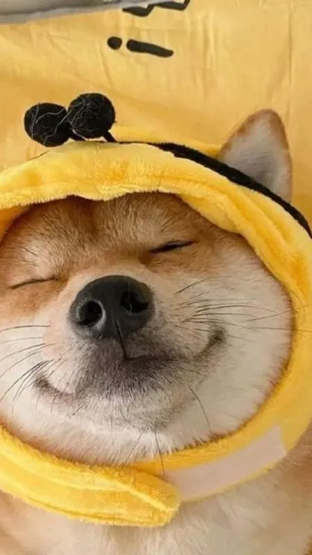 Ảnh chó hài hước toát ra từ tư thế ngủ