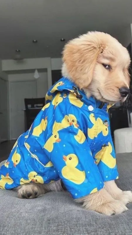 Outfit chấn động, xanh da trời cùng đàn vịt vàng, thật đáng yêu