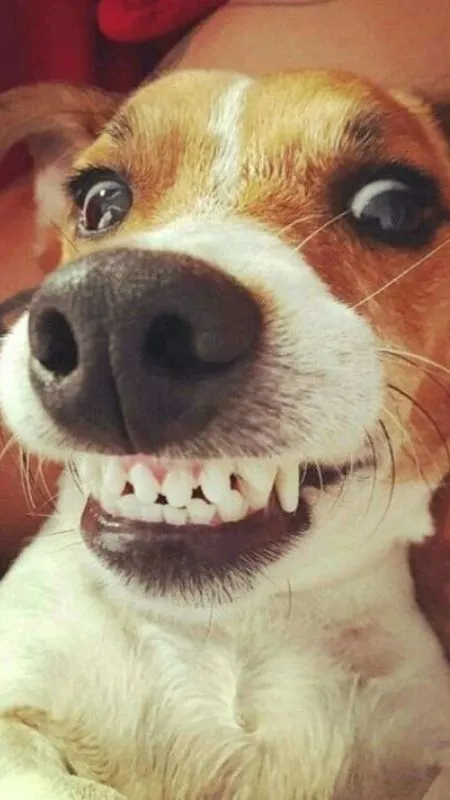 Khuôn mặt nghi ngờ và hàm răng dài nhọn của chó