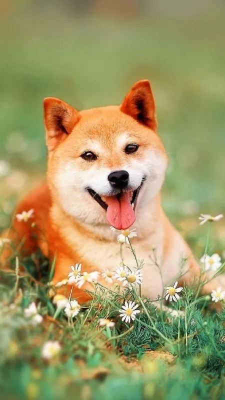 Ảnh đẹp chú cún trên cánh đồng đáng yêu