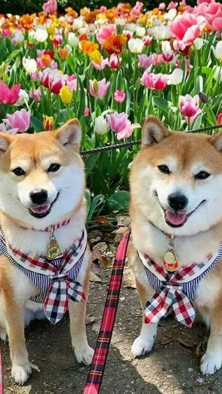 Giữa tulip và hai chú cún, ai đang dành sự nổi bật hơn