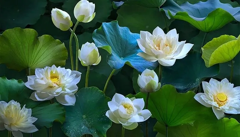 Hình ảnh hoa sen trong đêm lung linh huyền ảo