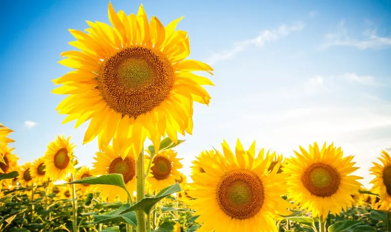 Hình nền hoa hướng dương với tông màu vàng chủ đạo, mang lại cảm giác ấm áp và tích cực.