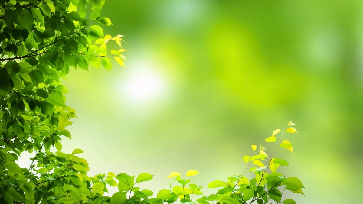 Background xanh tươi mát, thanh thoát cho mọi thiết kế