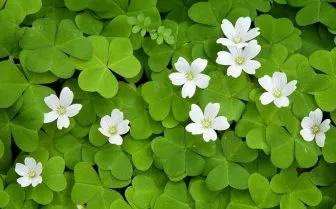 Vật phẩm may mắn của Xử Nữ thường mang hình dáng mắt hoặc cây cối.