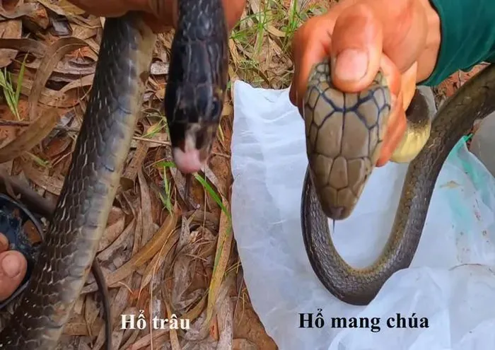 So sánh đặc điểm đầu rắn hổ trâu và hổ mang chúa
