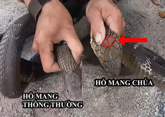 Vảy đầu độc đáo của rắn hổ mang chúa