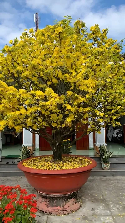 Hình ảnh cây Mai đẹp