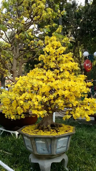 Hình ảnh cây Mai đẹp