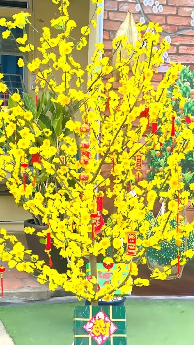 Hình ảnh cây Mai đẹp