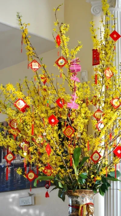 Hình ảnh cây Mai đẹp