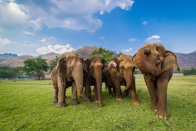 Hình ảnh cận cảnh một con voi châu Phi trưởng thành với đôi tai lớn, da dày và vòi dài, thể hiện vẻ đẹp uy nghi của loài động vật lớn nhất trên cạn.