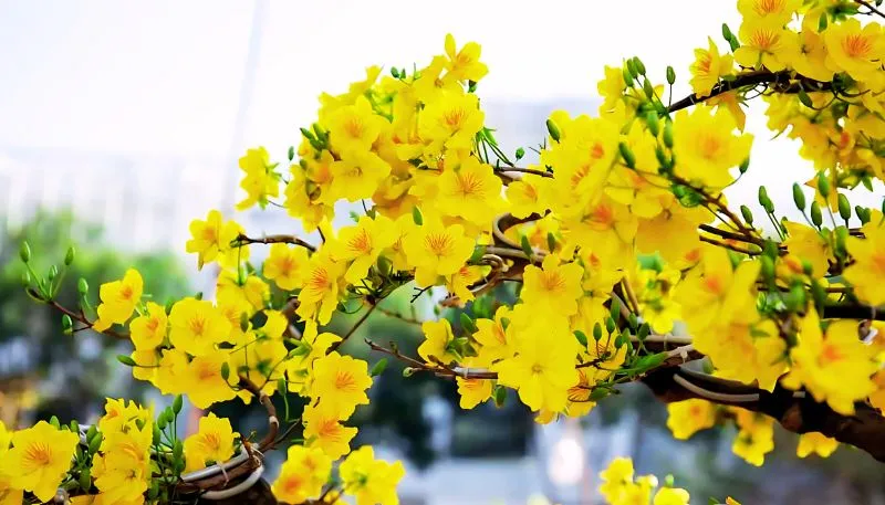 Hình ảnh hoa Mai vàng đẹp nhất
