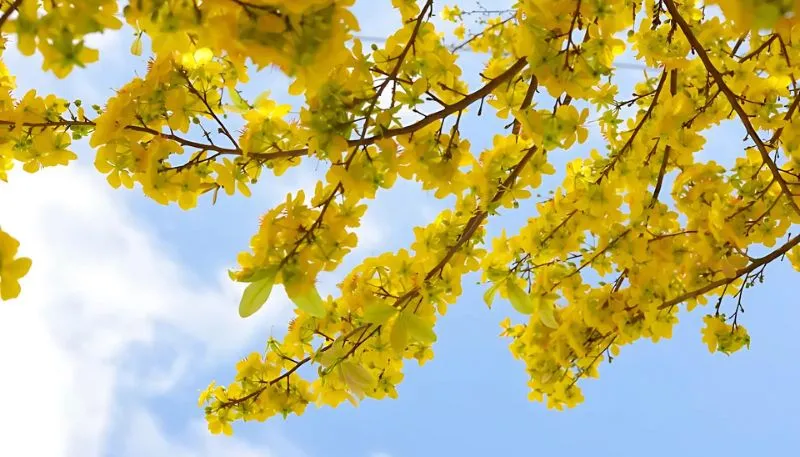 Hình ảnh hoa Mai vàng đẹp nhất