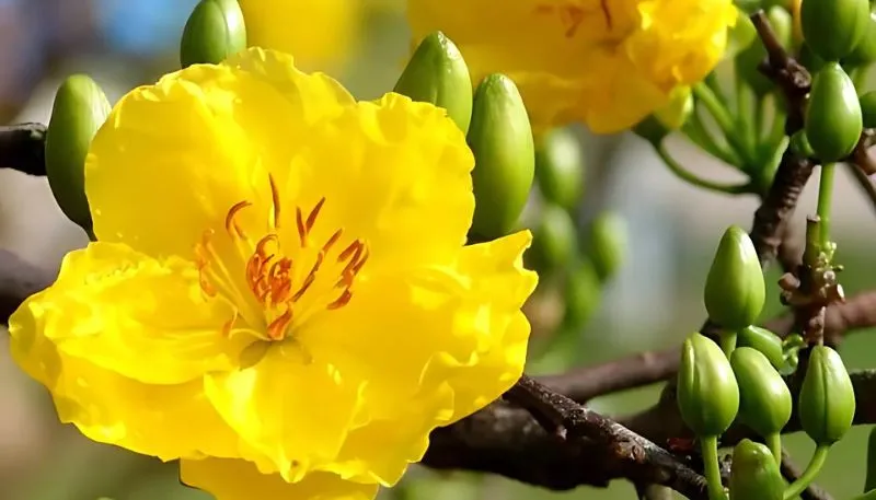 Hình ảnh hoa Mai vàng đẹp nhất