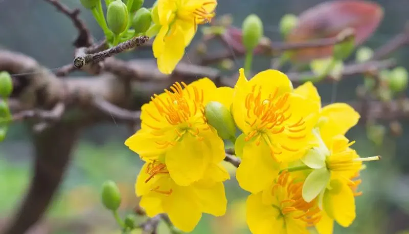 Hình ảnh hoa Mai vàng đẹp nhất