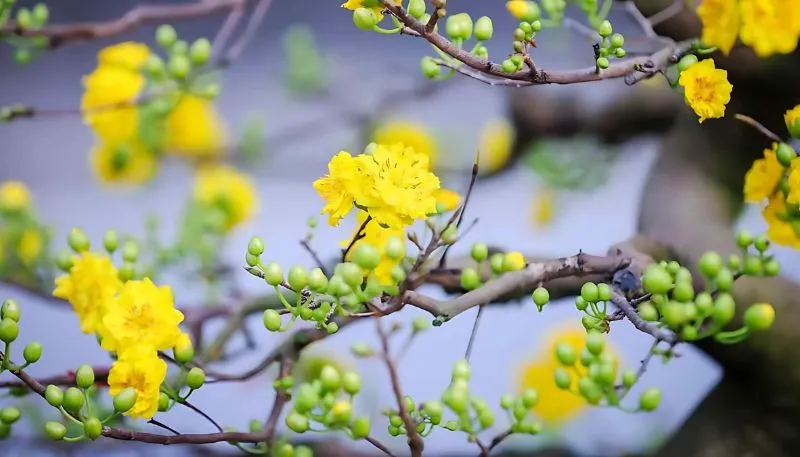 Hình ảnh hoa Mai vàng đẹp nhất