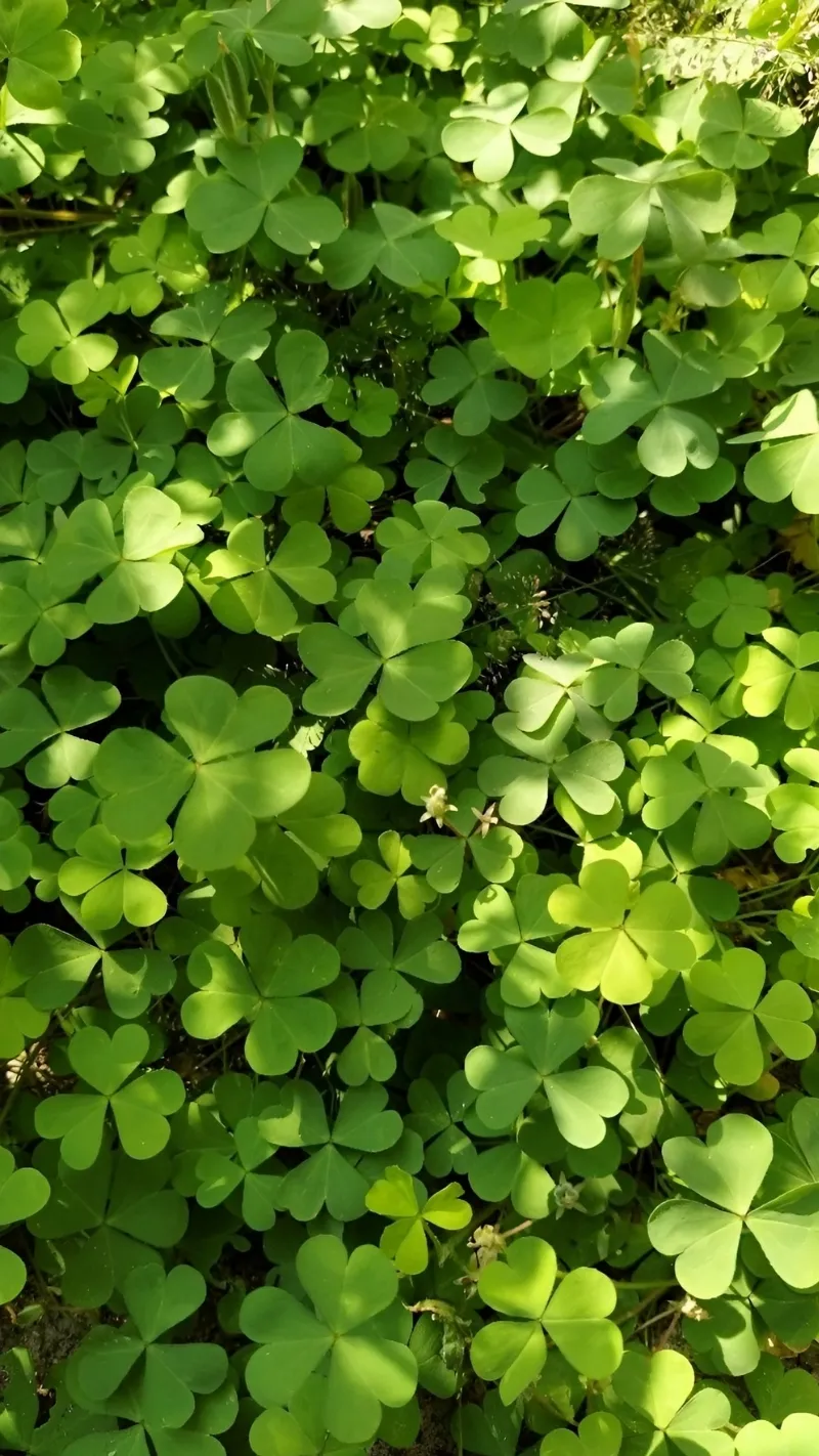 Hình nền cỏ 4 lá tươi sáng cho di động
