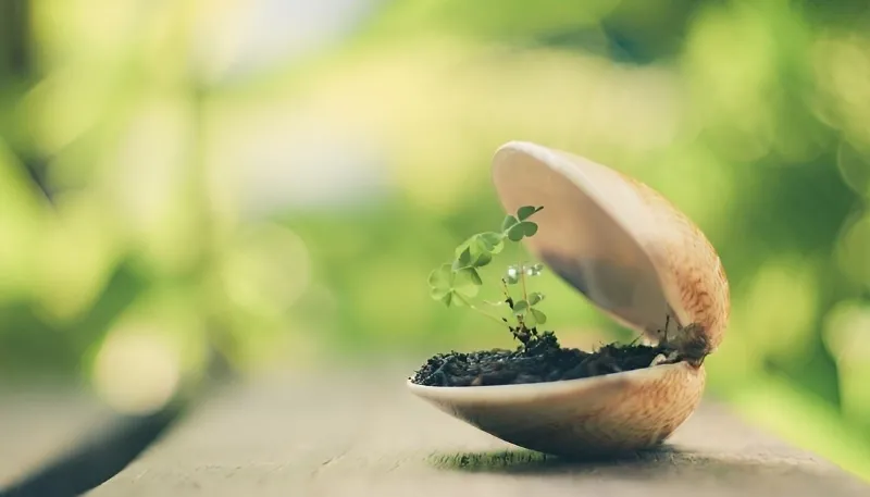 Tải ảnh cỏ may mắn cho máy tính, biểu tượng hy vọng
