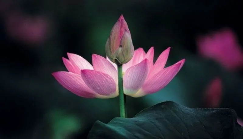 Hình ảnh đầm sen hồng lãng mạn