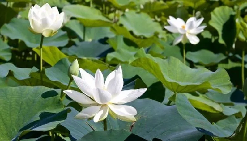 Hình ảnh đầm sen trắng tuyệt đẹp với lá sen xanh