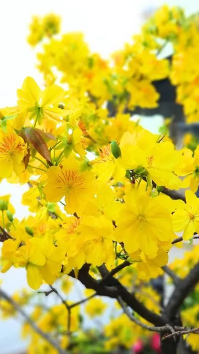 Hình nền hoa Mai cho điện thoại