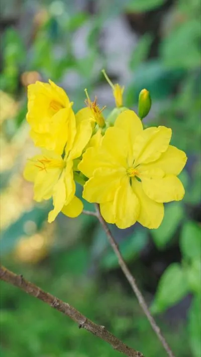 Hình nền hoa Mai cho điện thoại