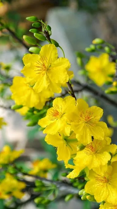 Hình nền hoa Mai cho điện thoại