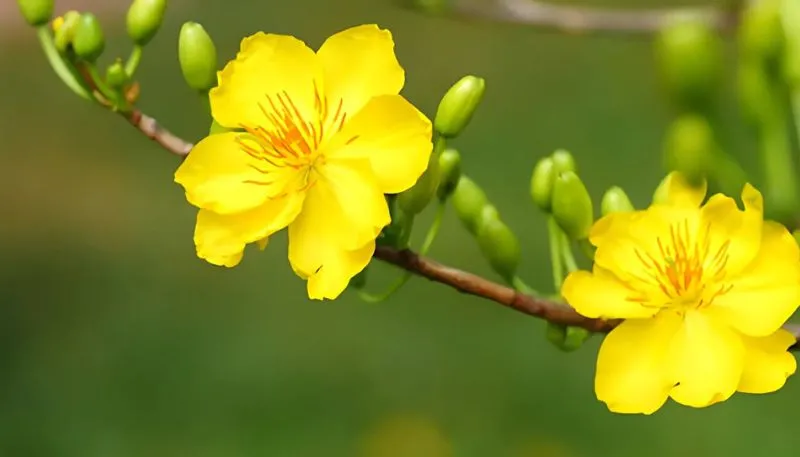 Hình nền hoa Mai Full HD
