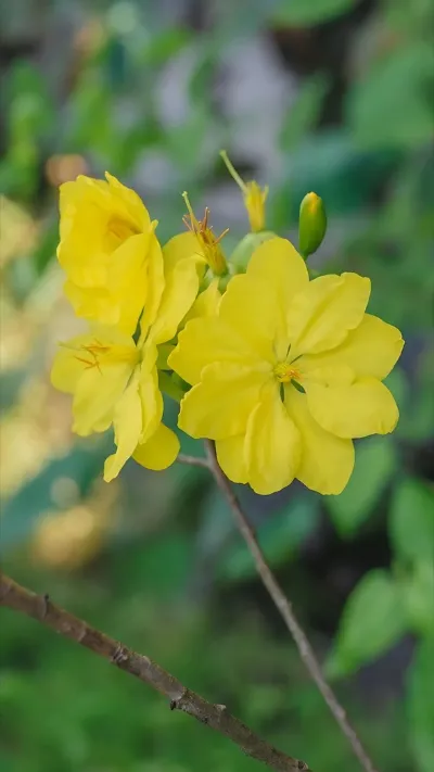 Hình nền hoa Mai vàng