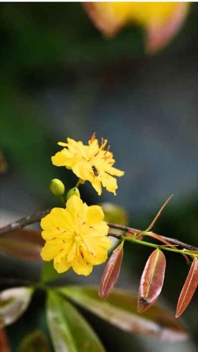 Hình nền hoa Mai vàng