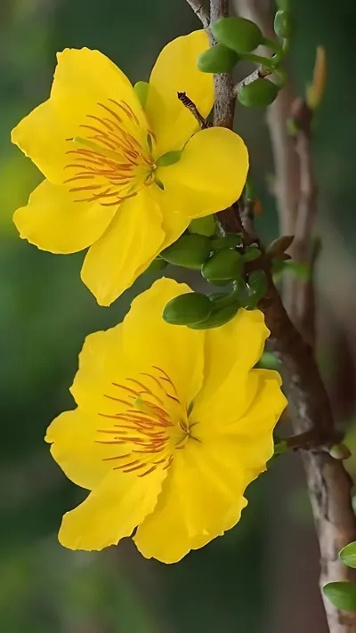 Hình nền hoa Mai vàng
