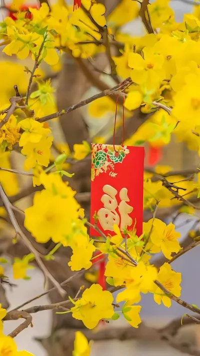 Hình nền hoa Mai vàng