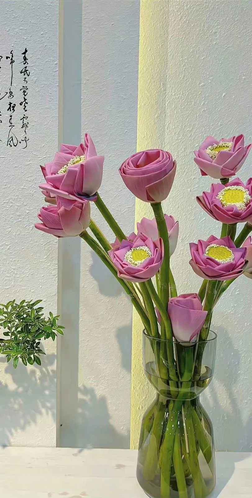 Hình ảnh hoa sen hồng đang nở rực rỡ