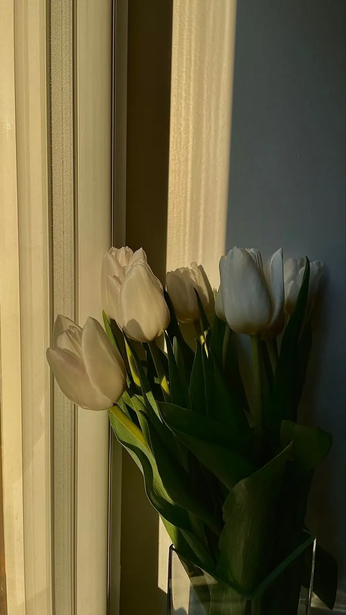 Hình nền hoa tulip buồn với giọt nước mắt