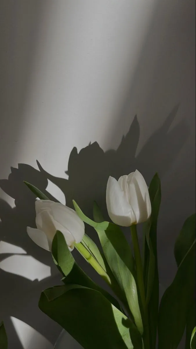 Hình nền hoa tulip buồn với ánh sáng yếu