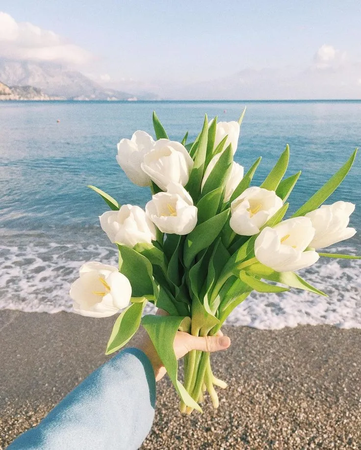 Hình nền một bông tulip tím cô đơn