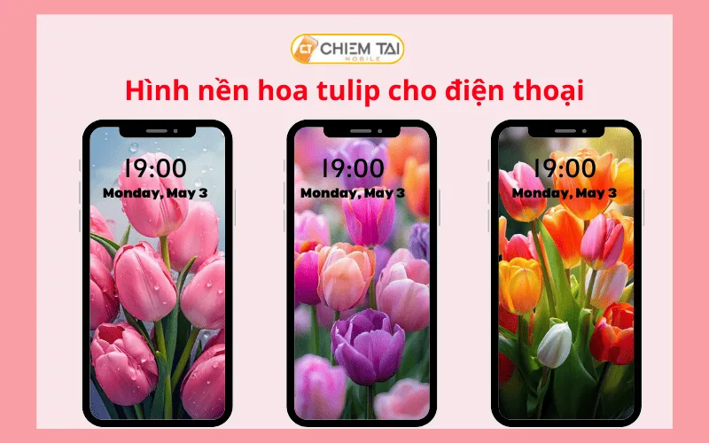 Hình nền hoa tulip hồng cam rực rỡ trên điện thoại
