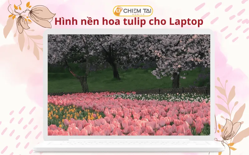 Hình nền hoa tulip nhiều màu rực rỡ cho máy tính