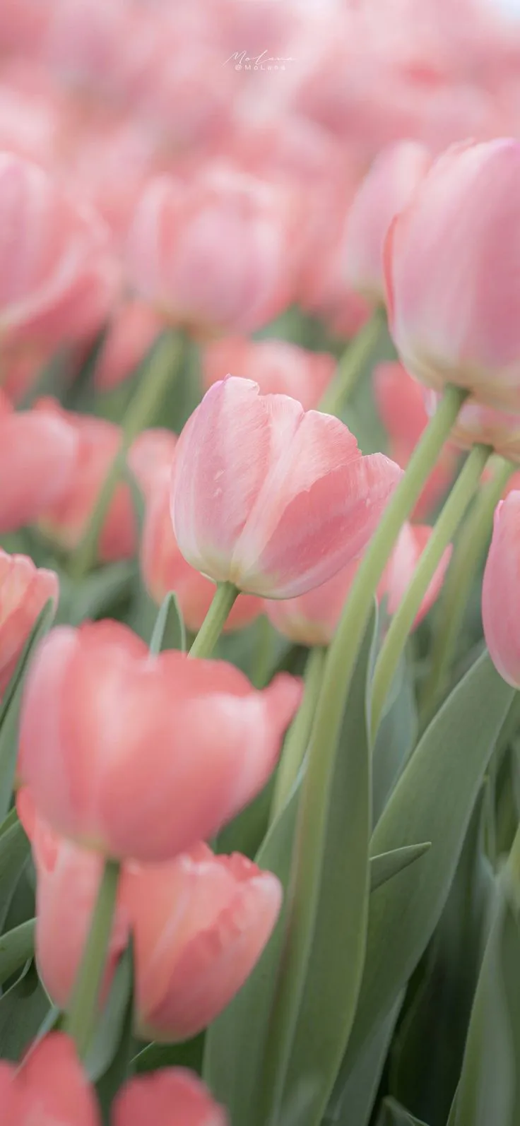 Hình nền hoa tulip hồng trắng rực rỡ sắc xuân