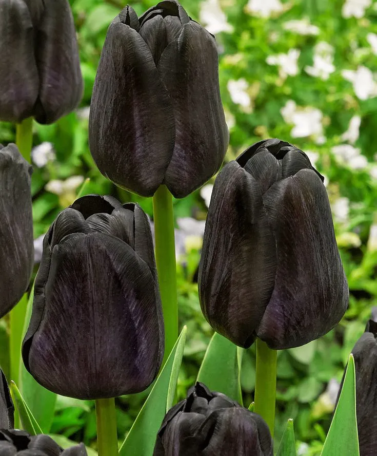 Hình nền hoa tulip đen dưới mưa