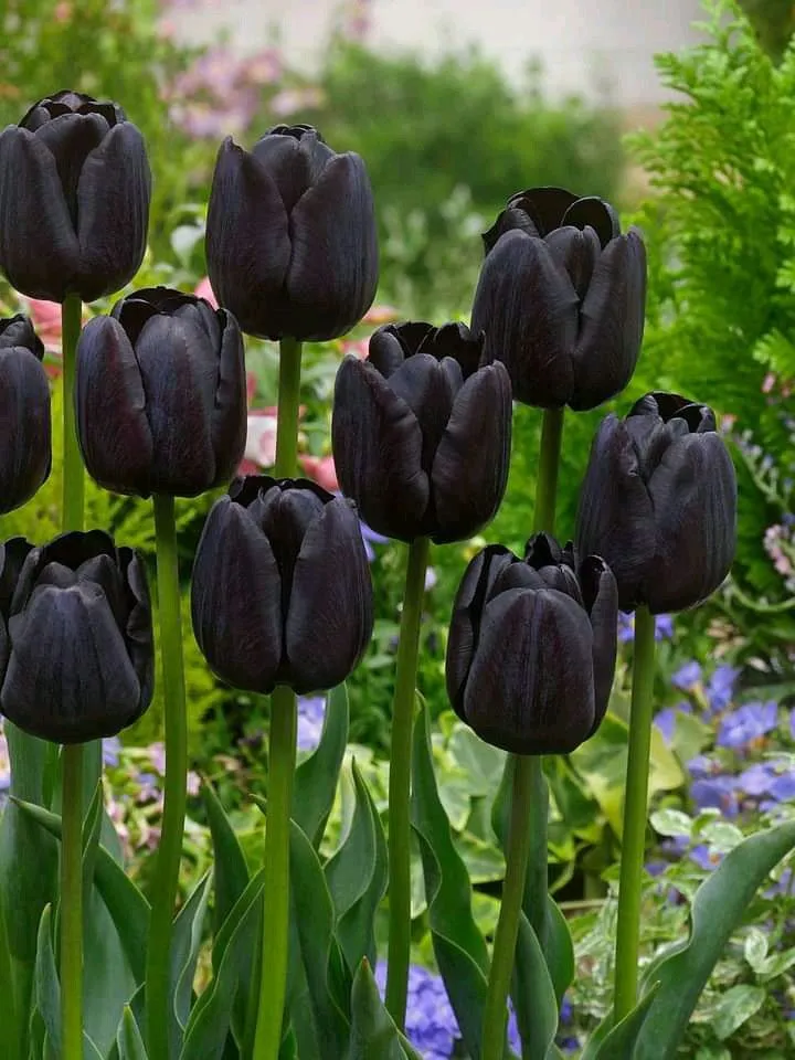 Hình nền chùm hoa tulip đen sang trọng