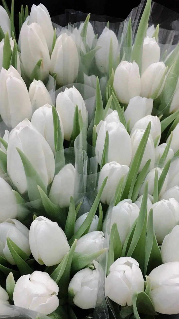 Ảnh nền chùm hoa tulip trắng tinh khôi