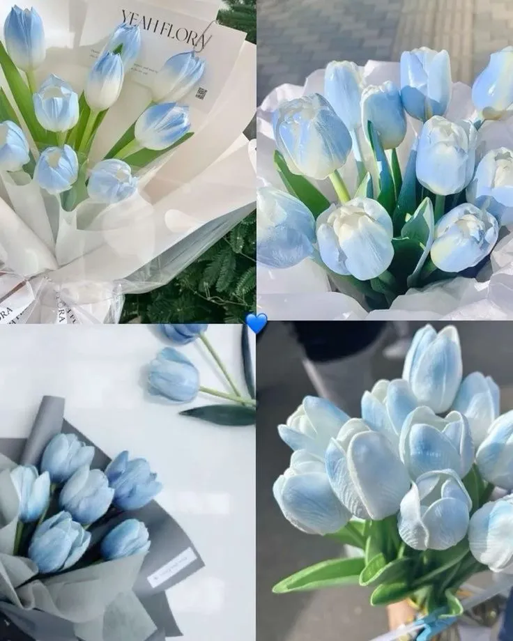 Hình nền hoa tulip xanh dương trong bình nước